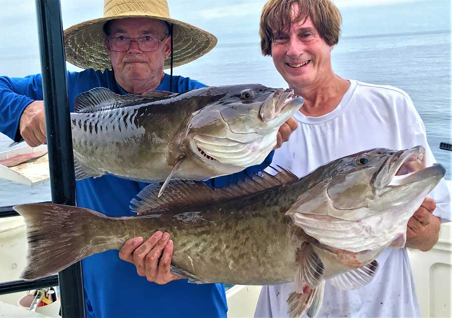 gag grouper offshore