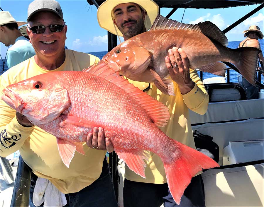 red snapper & grouper