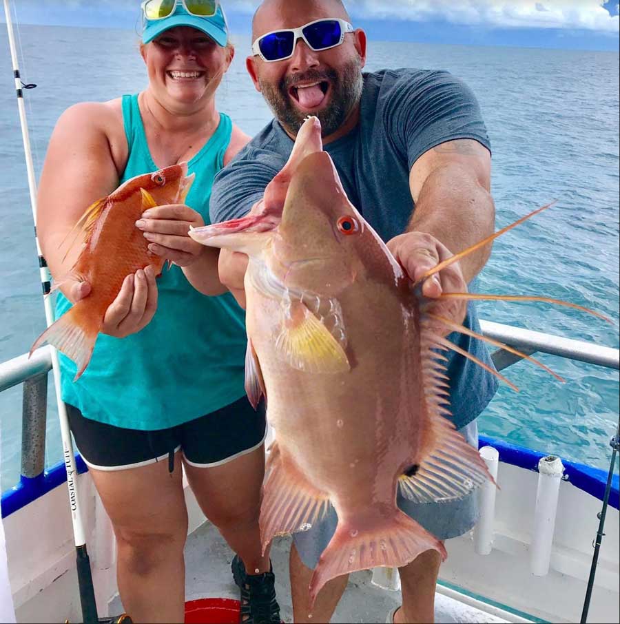 hogfish tampa