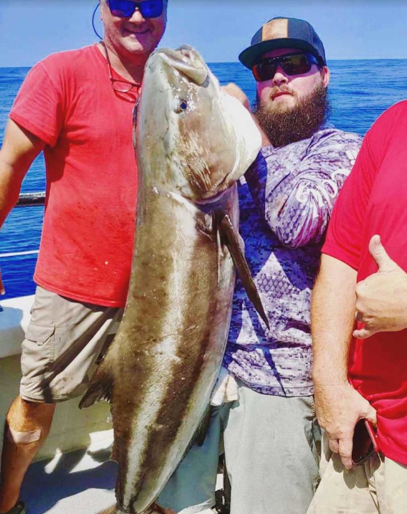 tampa cobia fishing