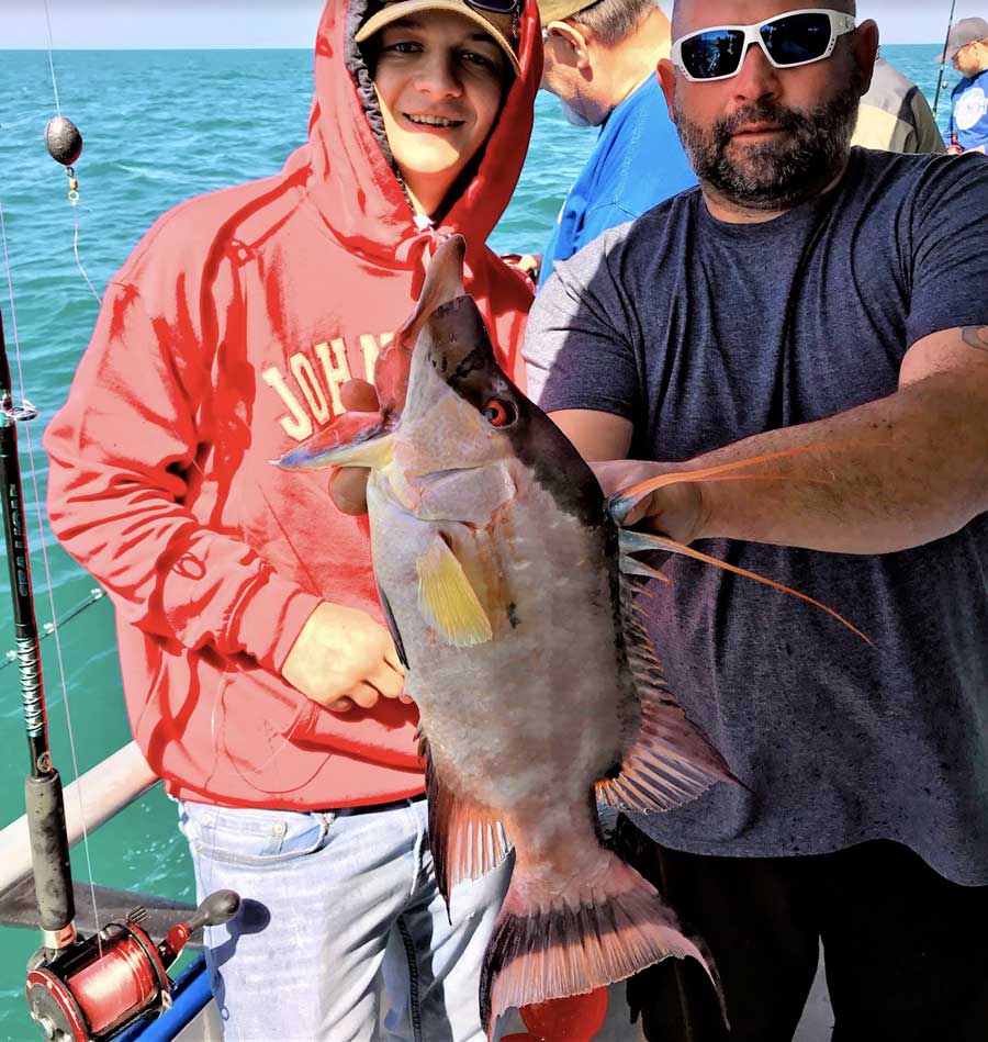 tampa hogfish